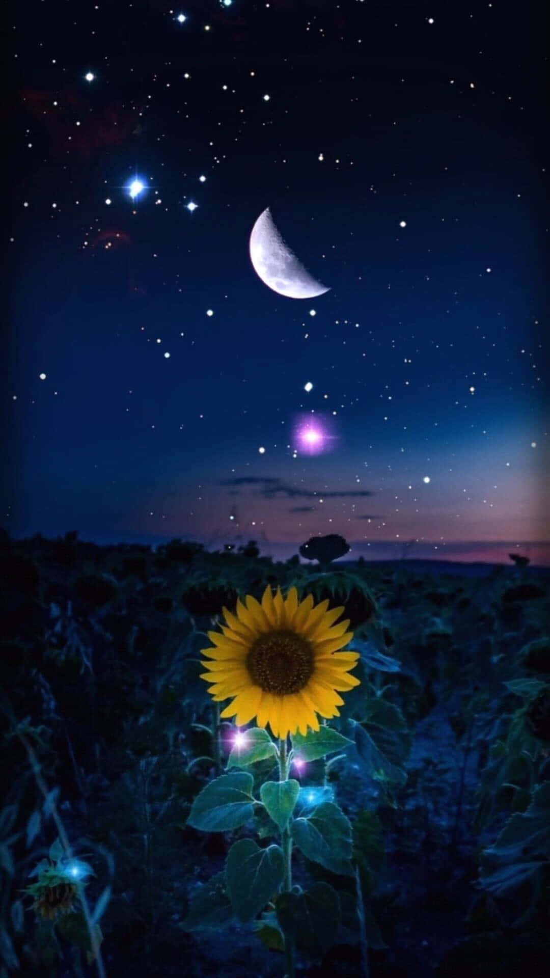 Njutav Skönheten Hos En Solros I Full Blom! (enjoy The Beauty Of A Sunflower In Full Bloom!) Wallpaper