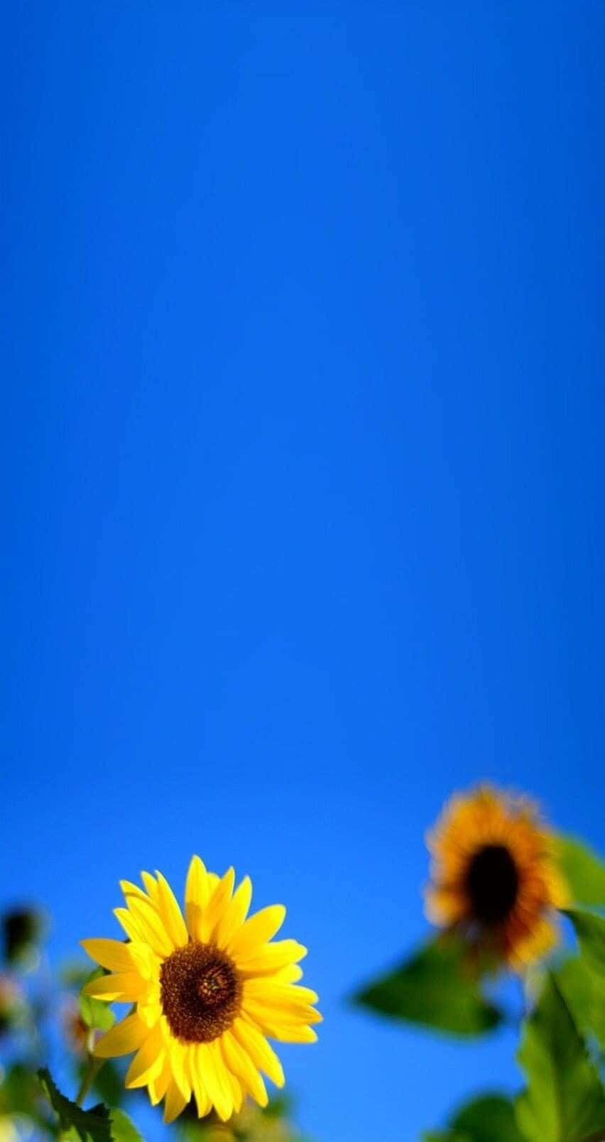 Blue Sky And Sunflower Aesthetic Iphone Wallpaper