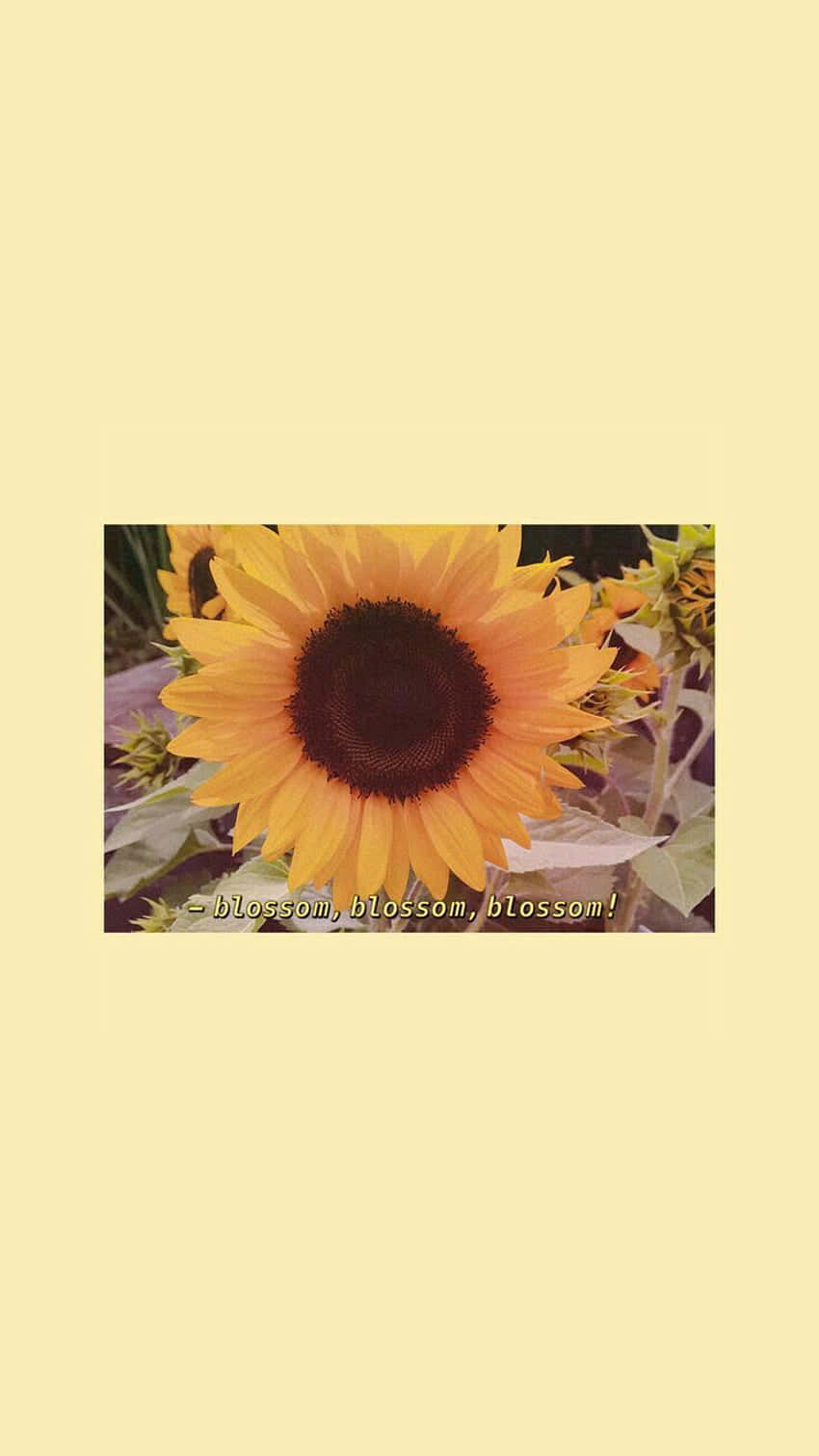 A Sunflower With The Words 'sunflowers Are The Best' Wallpaper
