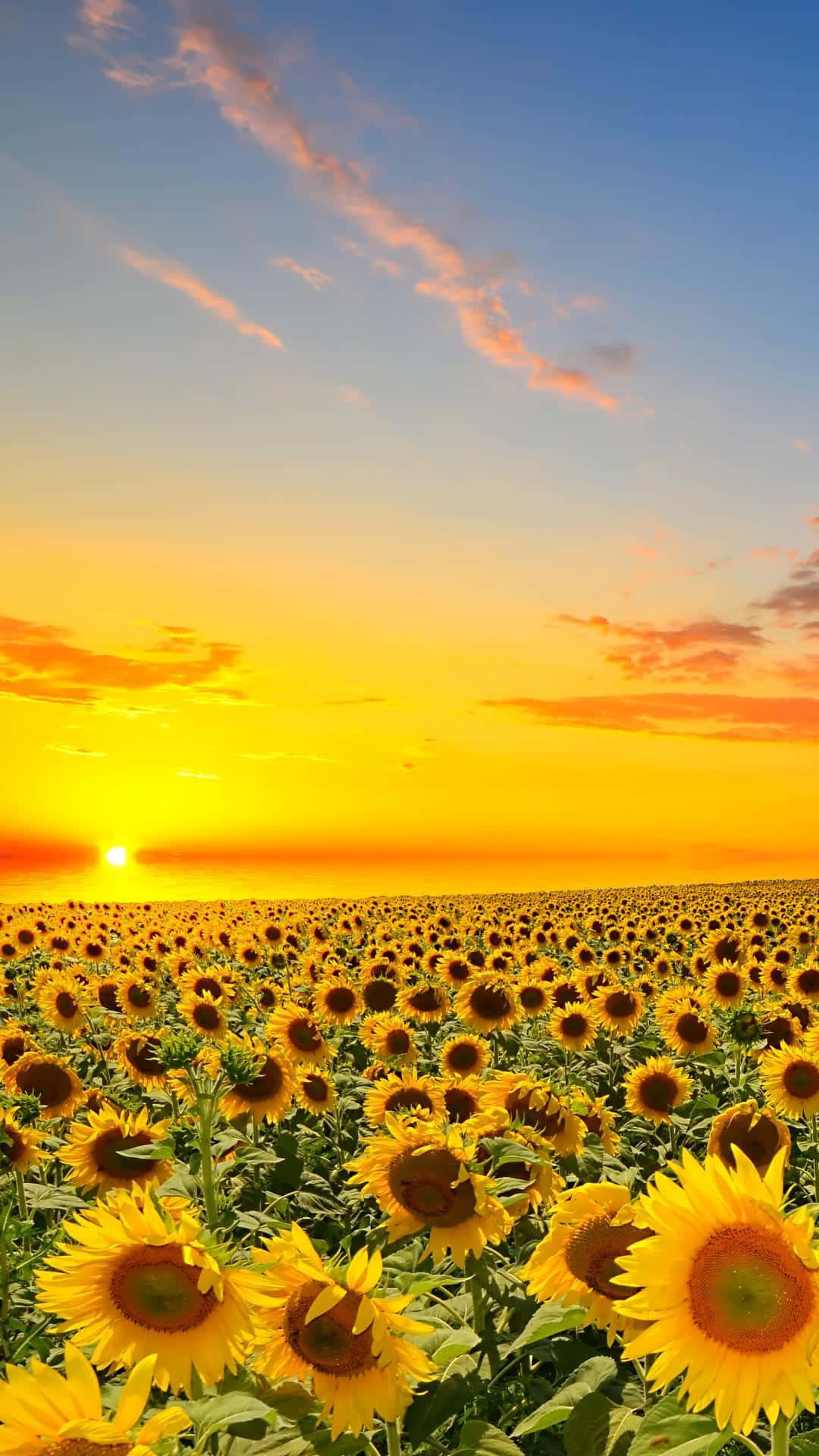 Erlebensie Die Eleganz Einer Sonnenblumen-ästhetik Auf Ihrem Iphone. Wallpaper