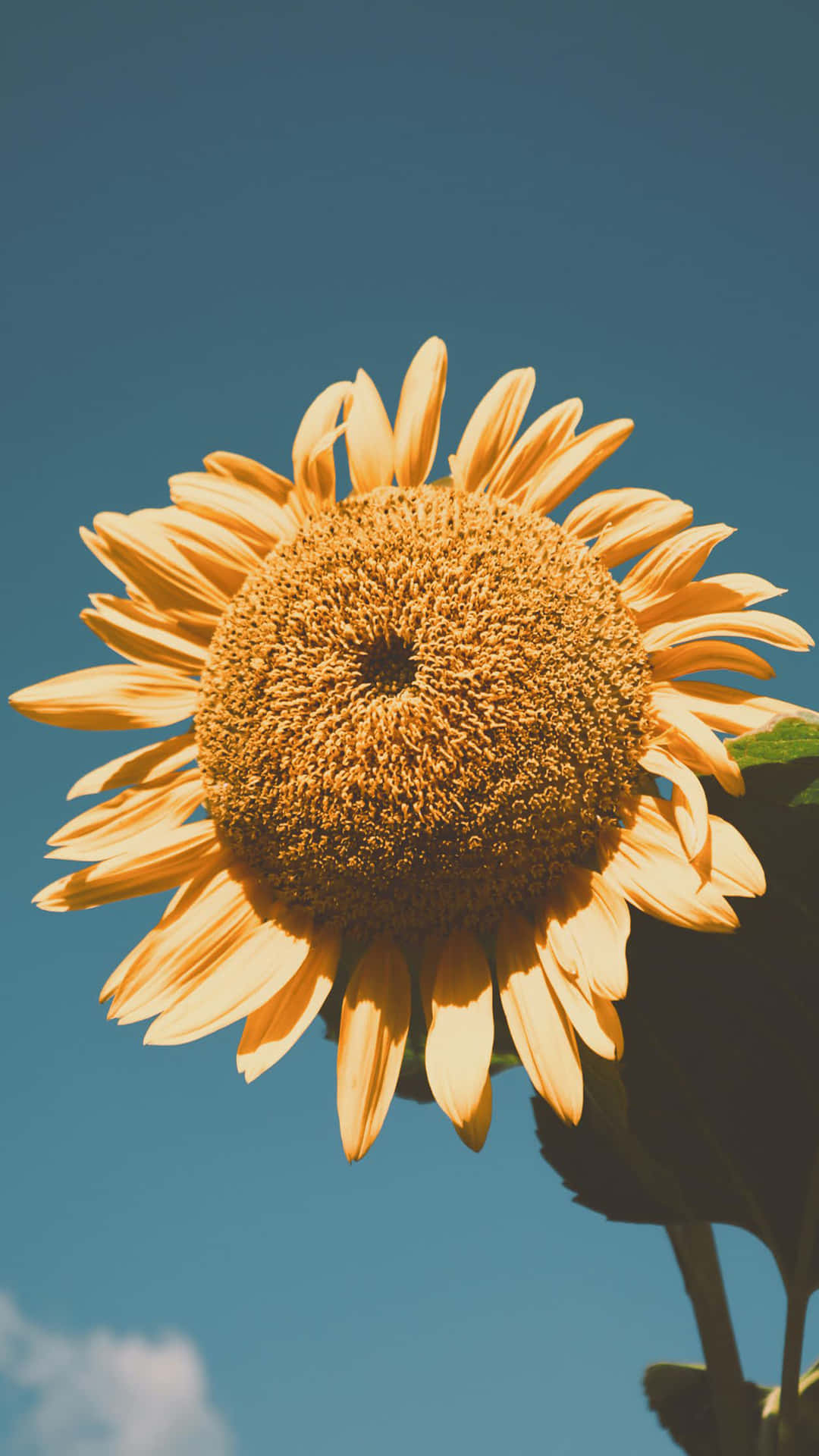 Genießensie Die Schönheit Von Sonnenblumen Mit Diesem Ästhetischen Iphone-hintergrund. Wallpaper