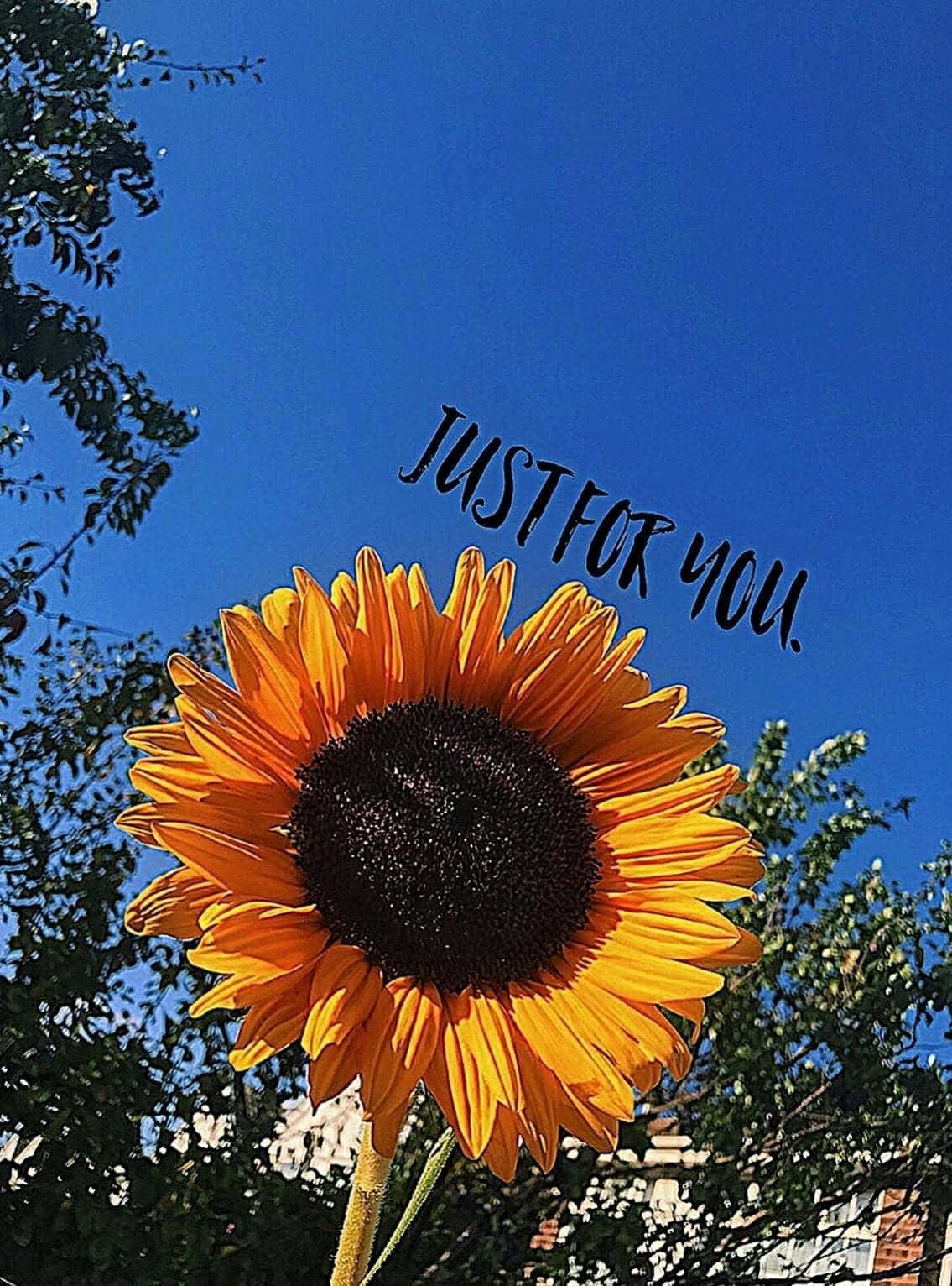Just For You Sunflower Aesthetic Iphone Wallpaper