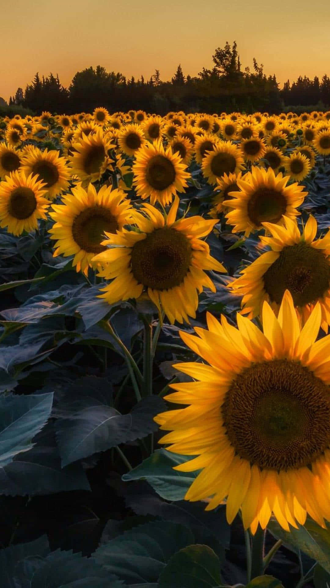Holensie Sich Mit Diesem Wunderschönen Sonnenblumenhintergrund Den Sonnenschein Auf Ihr Iphone. Wallpaper