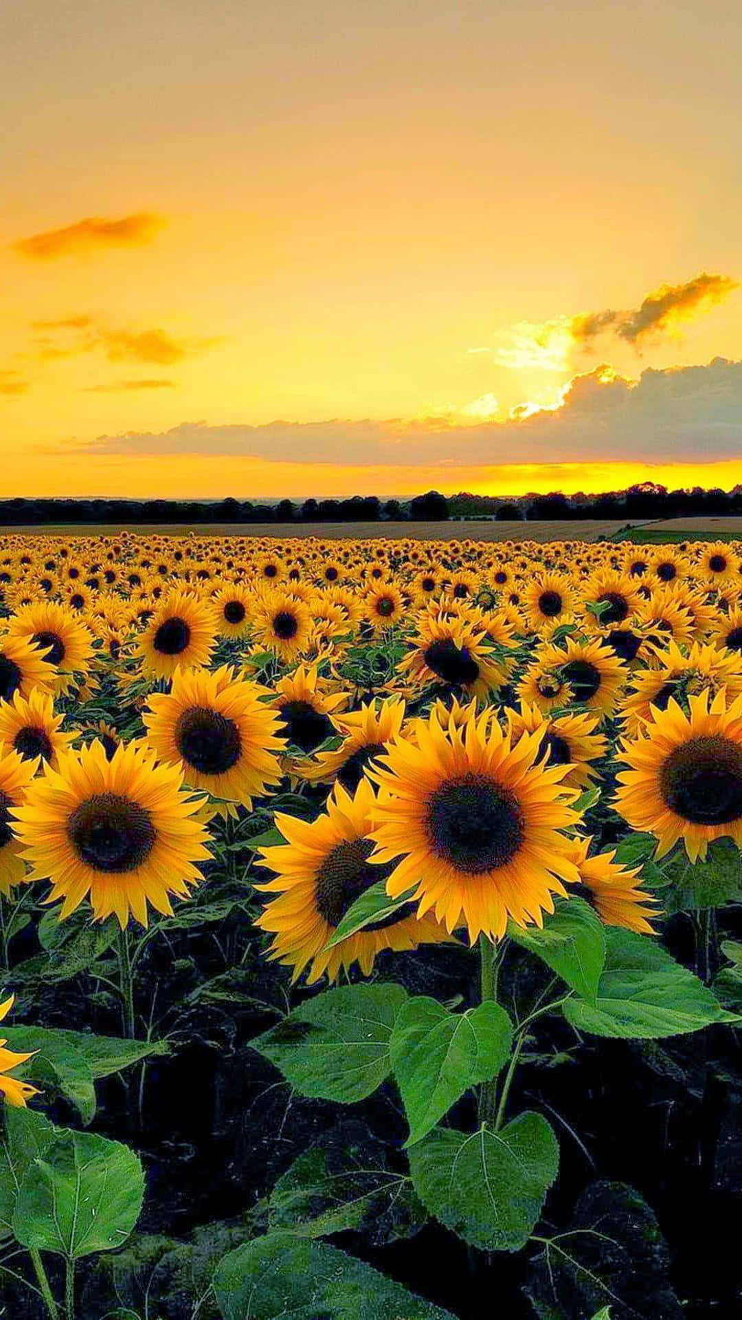 Sunflowers add a beautiful and cheerful aesthetic to your home screen Wallpaper