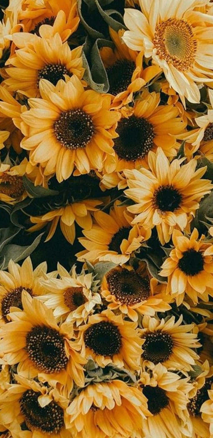 Entfesselnsie Ihr Kreatives Potenzial Mit Einem Lebendigen Sonnenblumen-ästhetik-iphone-hintergrund Wallpaper