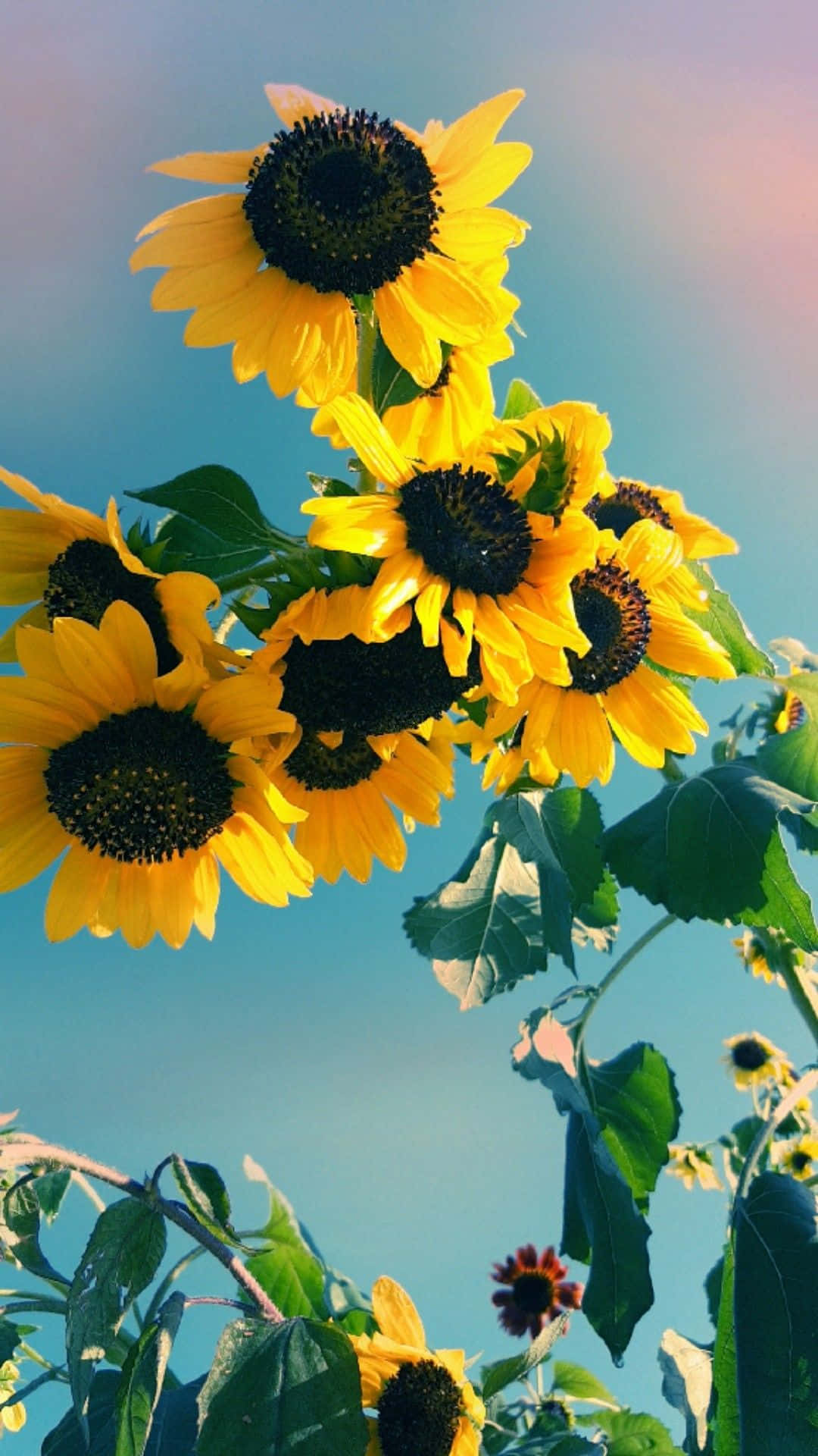 You're as bright and beautiful as a sunflower Wallpaper
