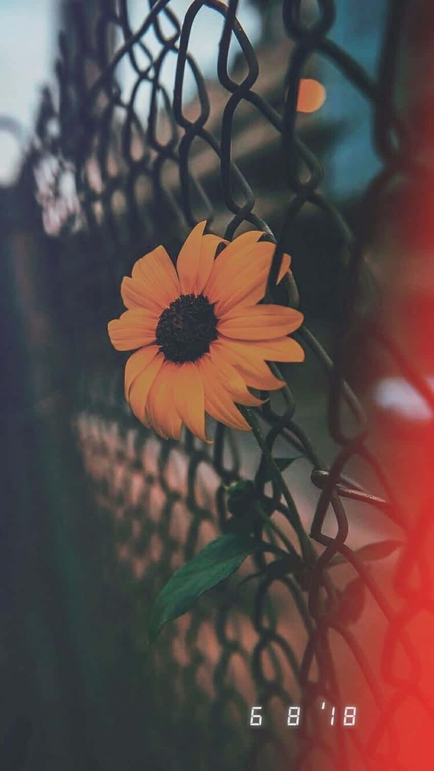 Genießensie Die Schönheit Der Natur Mit Sonnenblumen Auf Ihrem Iphone. Wallpaper