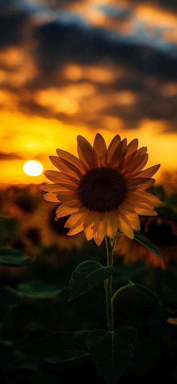 Sunflower Aesthetic Wallpapers  Top Free Sunflower Aesthetic Backgrounds   WallpaperAccess