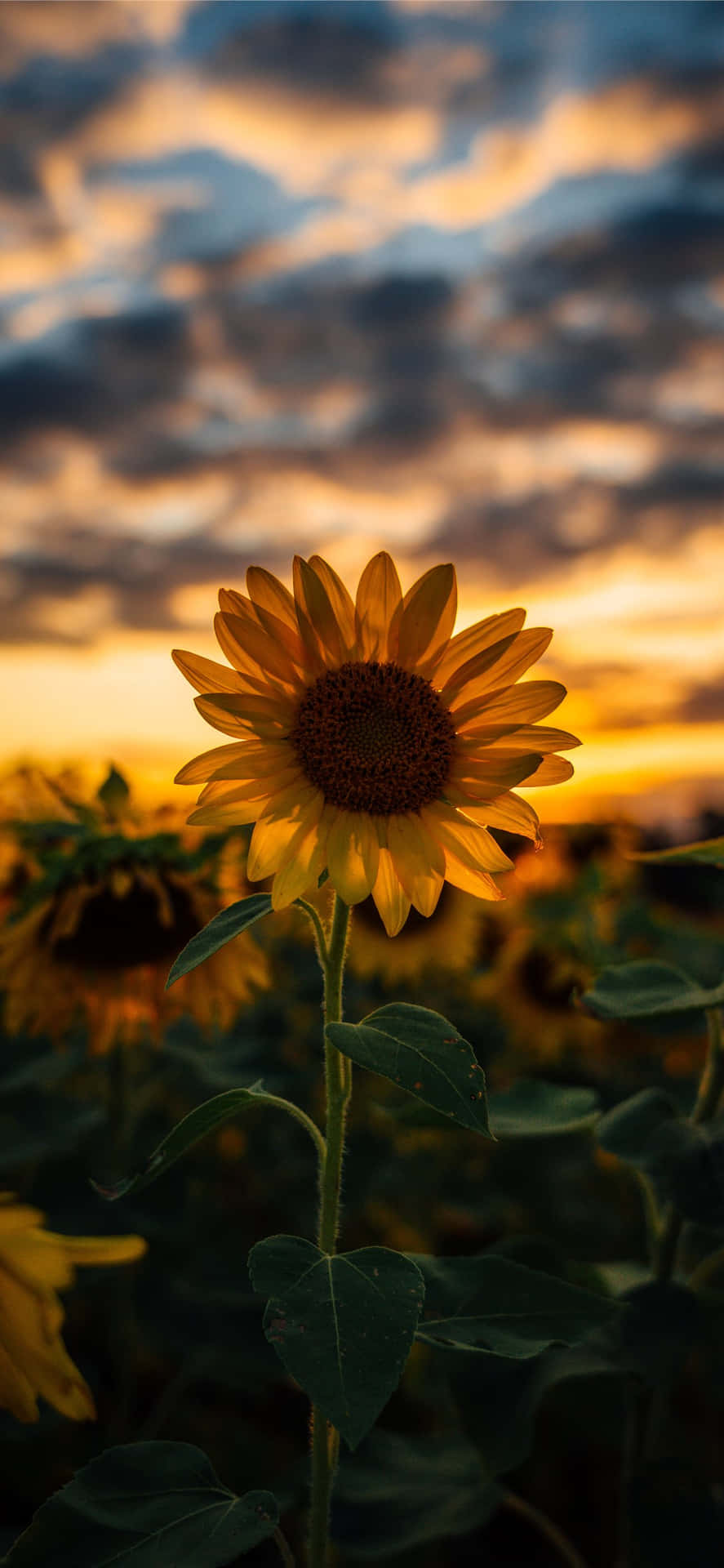 Enjoy the beauty of a sunflower with this sunflower aesthetic iPhone wallpaper. Wallpaper