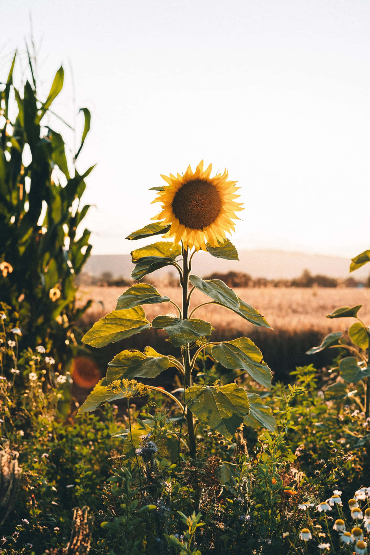 Schönheitund Natur Vereinen Sich In Diesem Atemberaubenden Sonnenblumen-ästhetik Iphone-hintergrundbild. Wallpaper