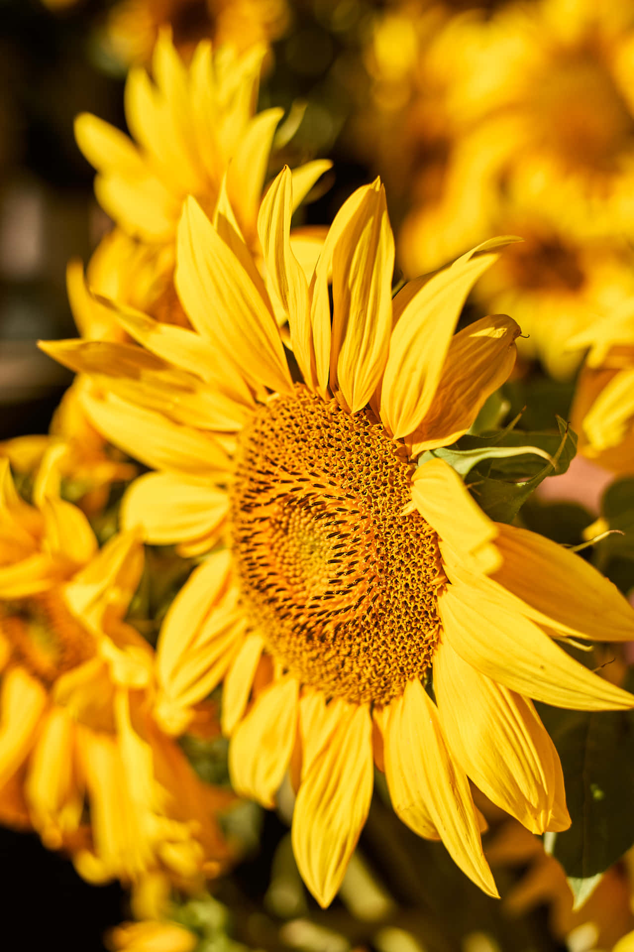 Get Ready for Spring with Bright&Colorful Sunflower Aesthetics for Your iPhone Wallpaper