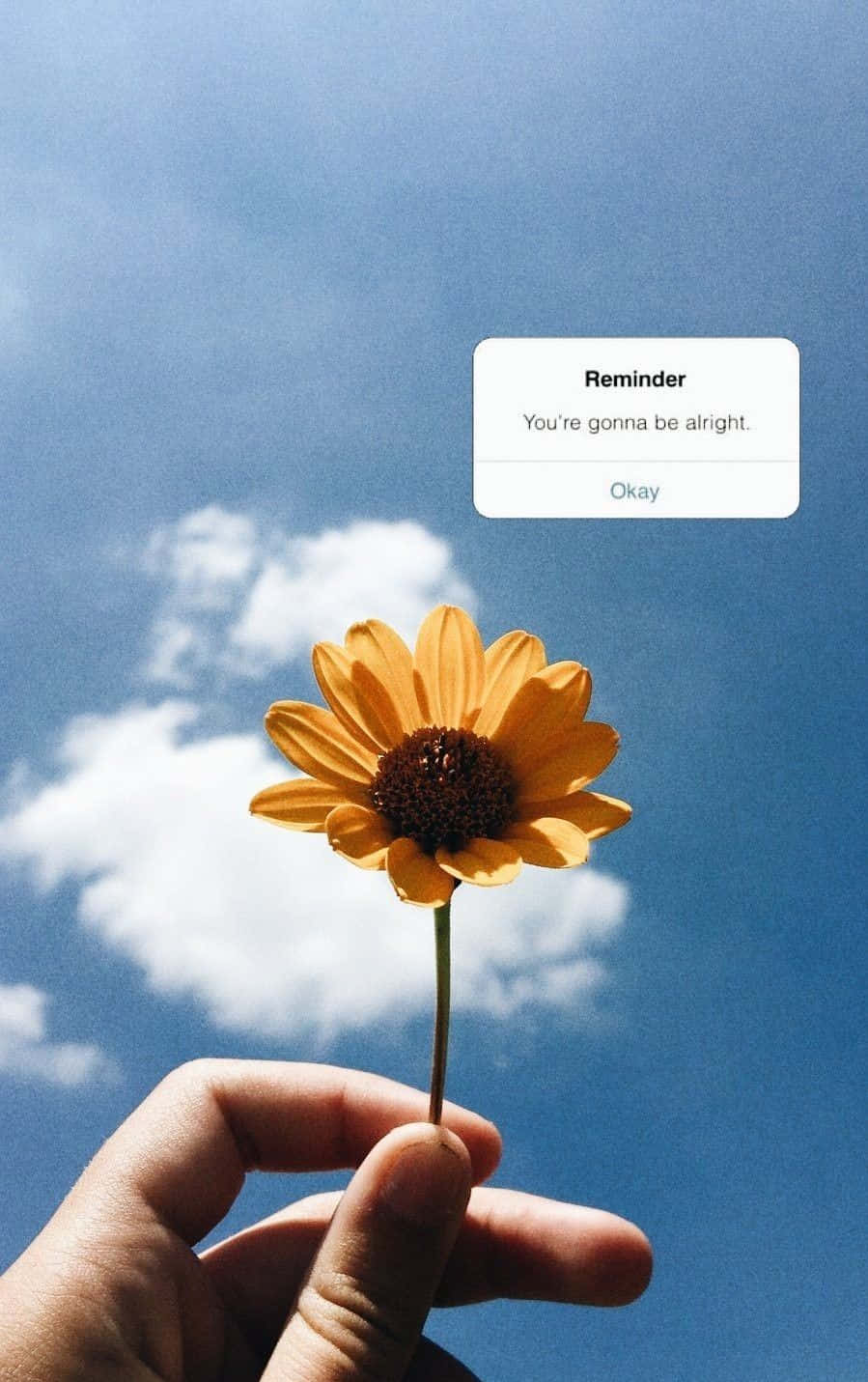 Einensonnigen Sonnenblumen-ästhetik Für Dein Iphone, Der Deinen Tag Aufhellt. Wallpaper