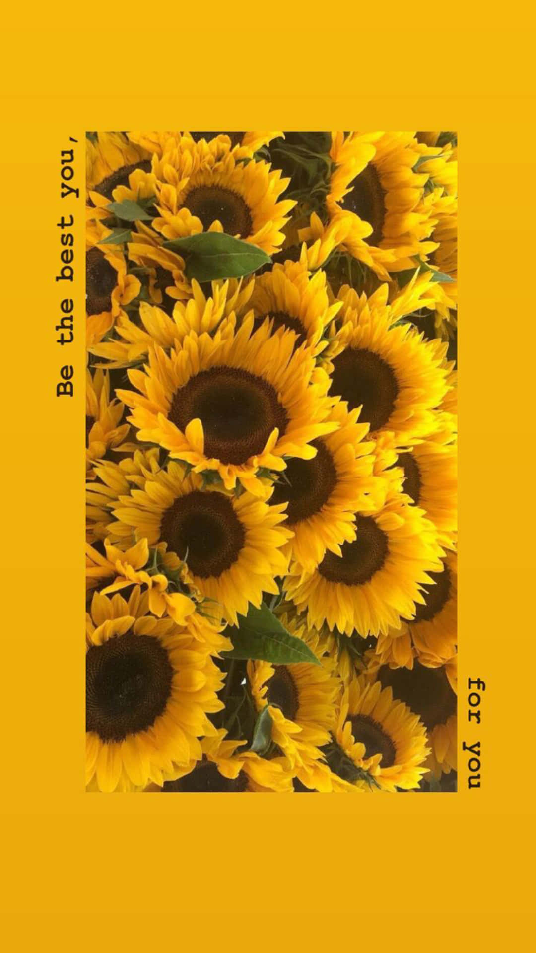 Relax in Nature's Beauty With This Sunflower Aesthetic iPhone Wallpaper Wallpaper