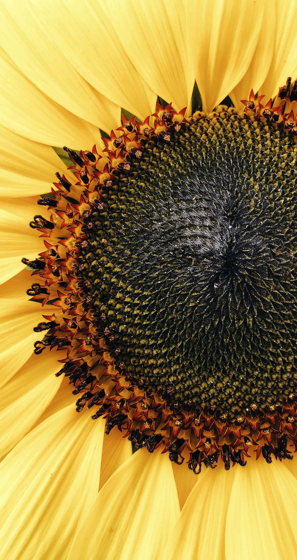 Let this sunflower wallpaper turn your day from dull to sunny! Wallpaper