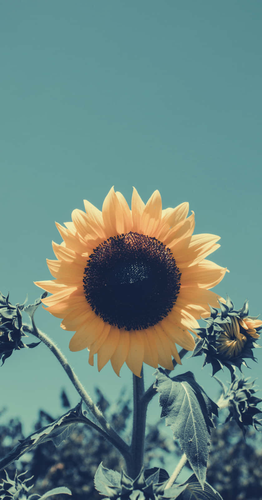 Sunflower Aesthetic Iphone With A Faded Tone Wallpaper
