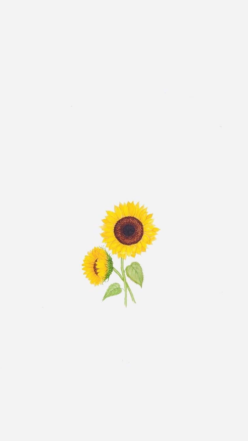 Genießensie Die Schönheit Der Sonnenblumen Mit Ihrem Iphone. Wallpaper