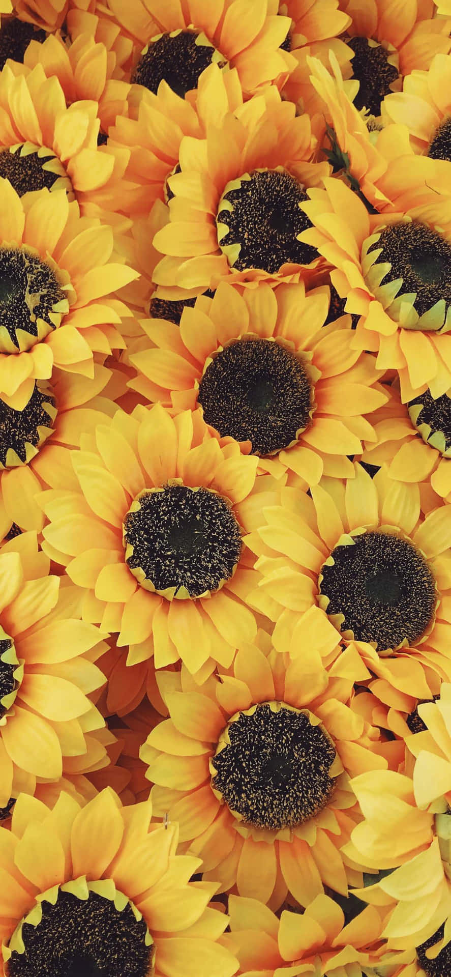 Verleihensie Ihrem Iphone Mit Dieser Wunderschönen Sonnenblumen-ästhetik Etwas Farbe Und Leben. Wallpaper