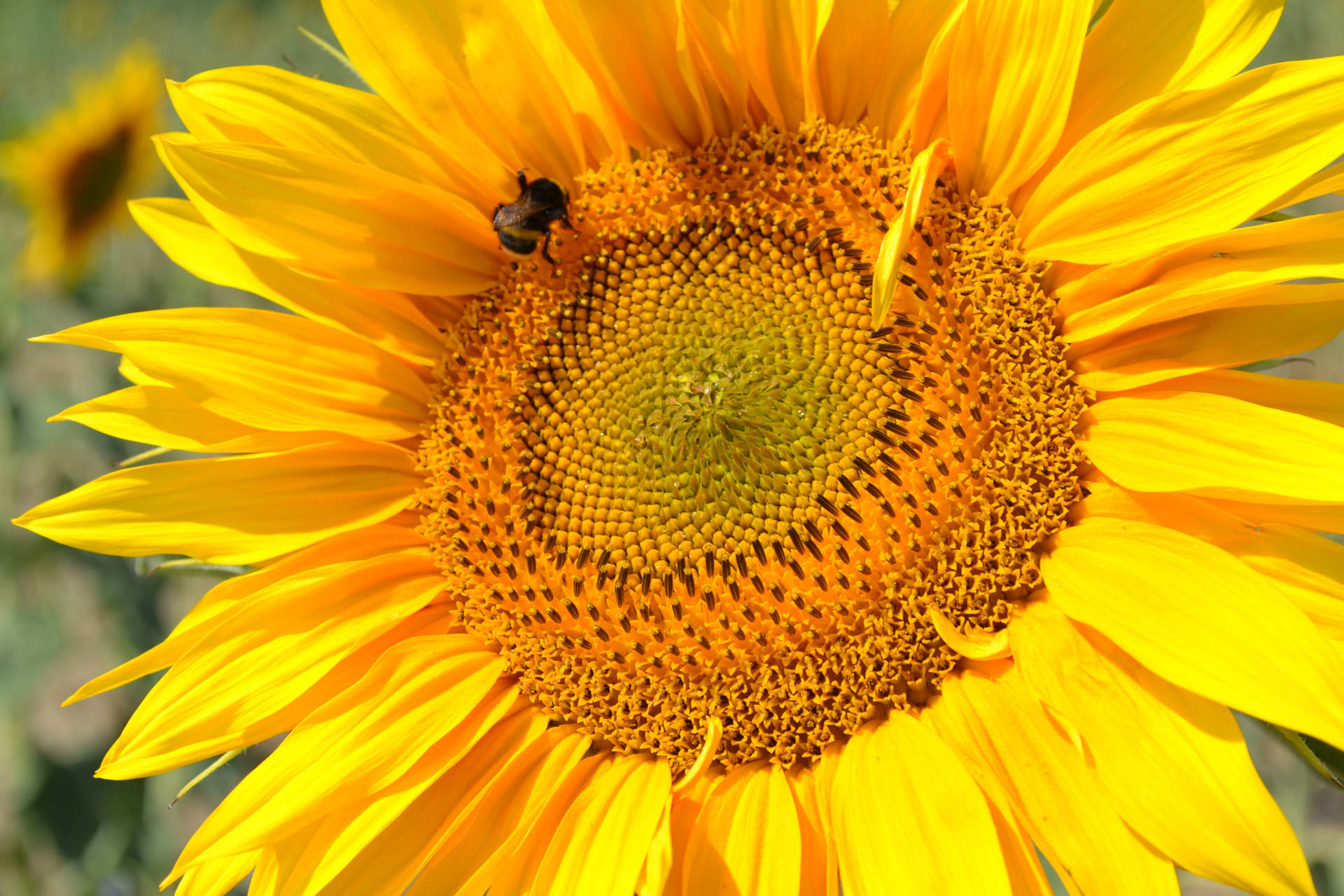 Sunflower Aesthetic Seeds Wallpaper