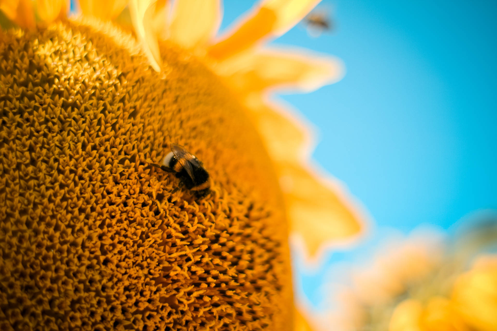 Sunflower Aesthetic Tiny Bee Wallpaper