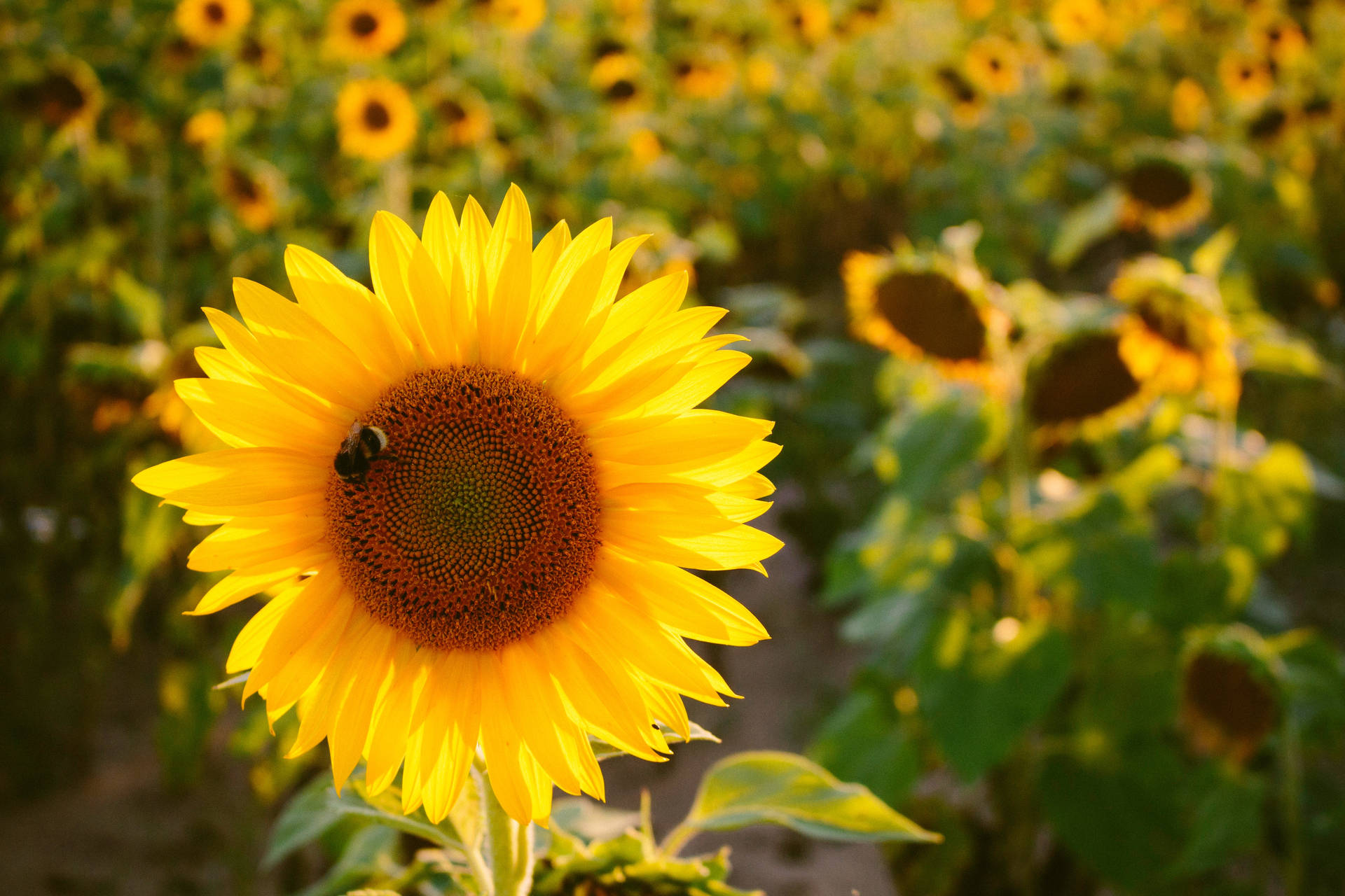 Sunflower And Bee Mac 4k Wallpaper