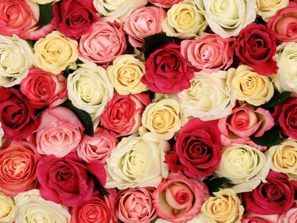 Einewunderschöne Szene Von Sonnenblumen Und Rosen In Lebendigen Farben Wallpaper