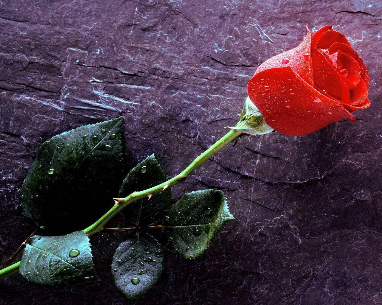 Girasolesy Rosas Brillantes Y Vibrantes Floreciendo Juntos En Armonía. Fondo de pantalla