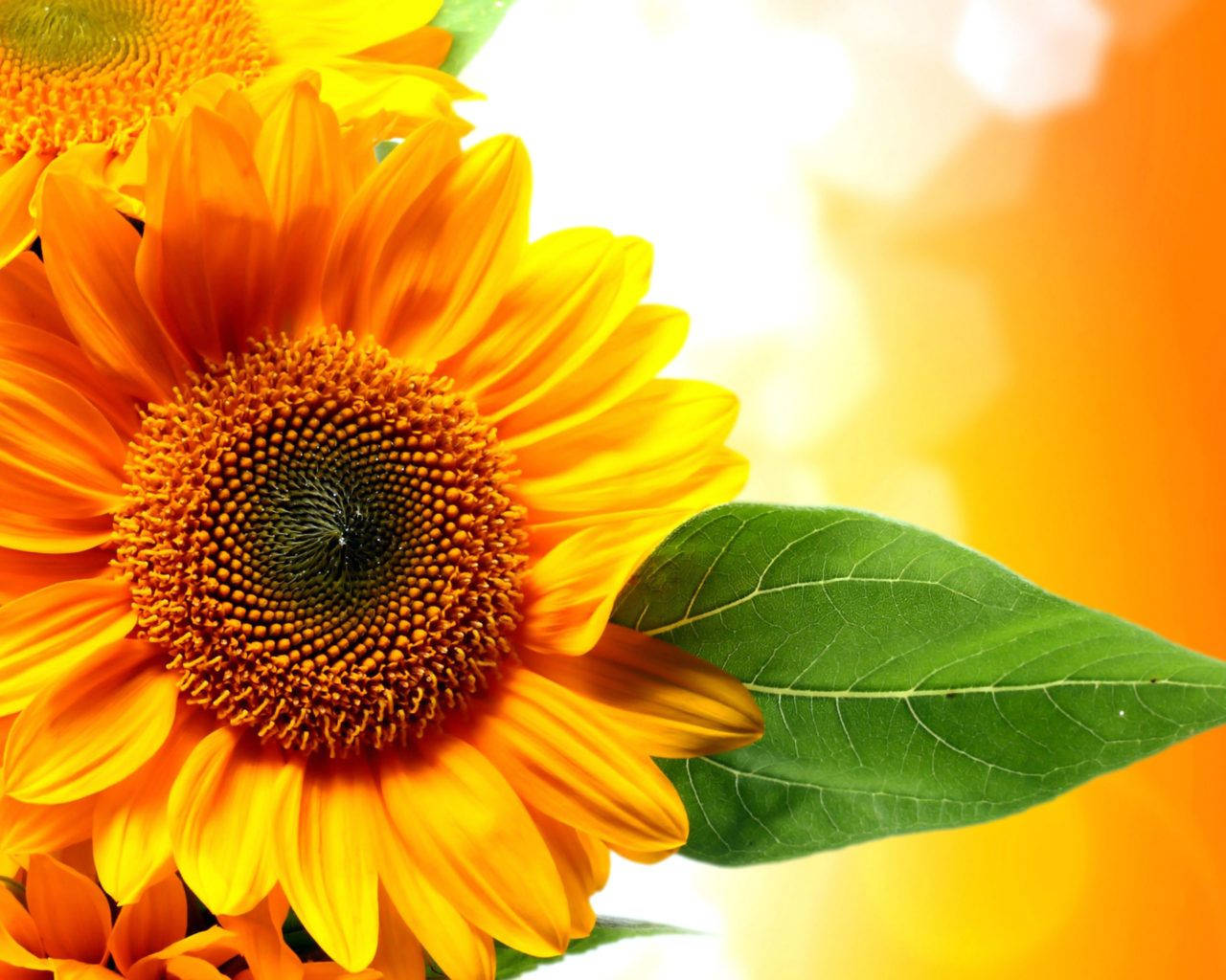 "Beauty of Nature combining vibrant Sunflowers and delicate Roses" Wallpaper