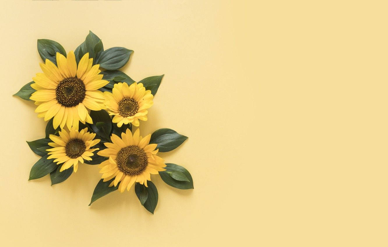 Eineschöne Anordnung Einer Sonnenblume Und Rosen Wallpaper