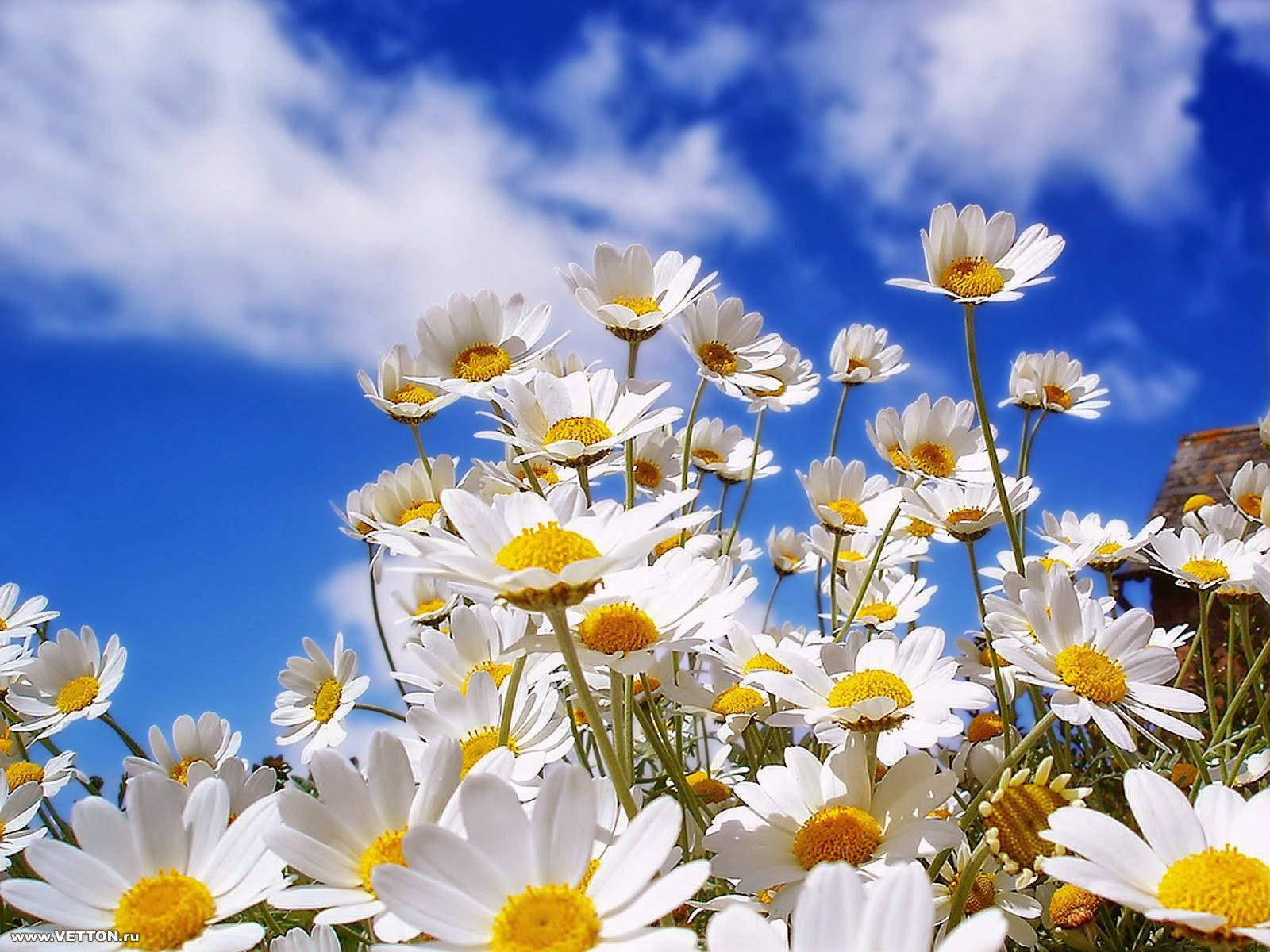 Erhellensie Ihren Tag Mit Sonnenblumen Und Rosen. Wallpaper