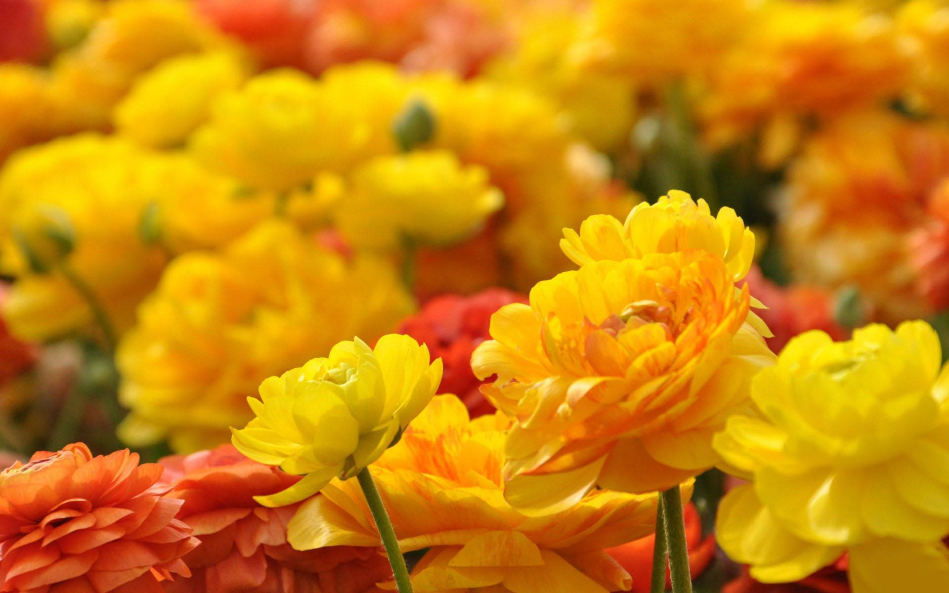 Unprimer Plano De Muchas Flores Amarillas Y Naranjas. Fondo de pantalla