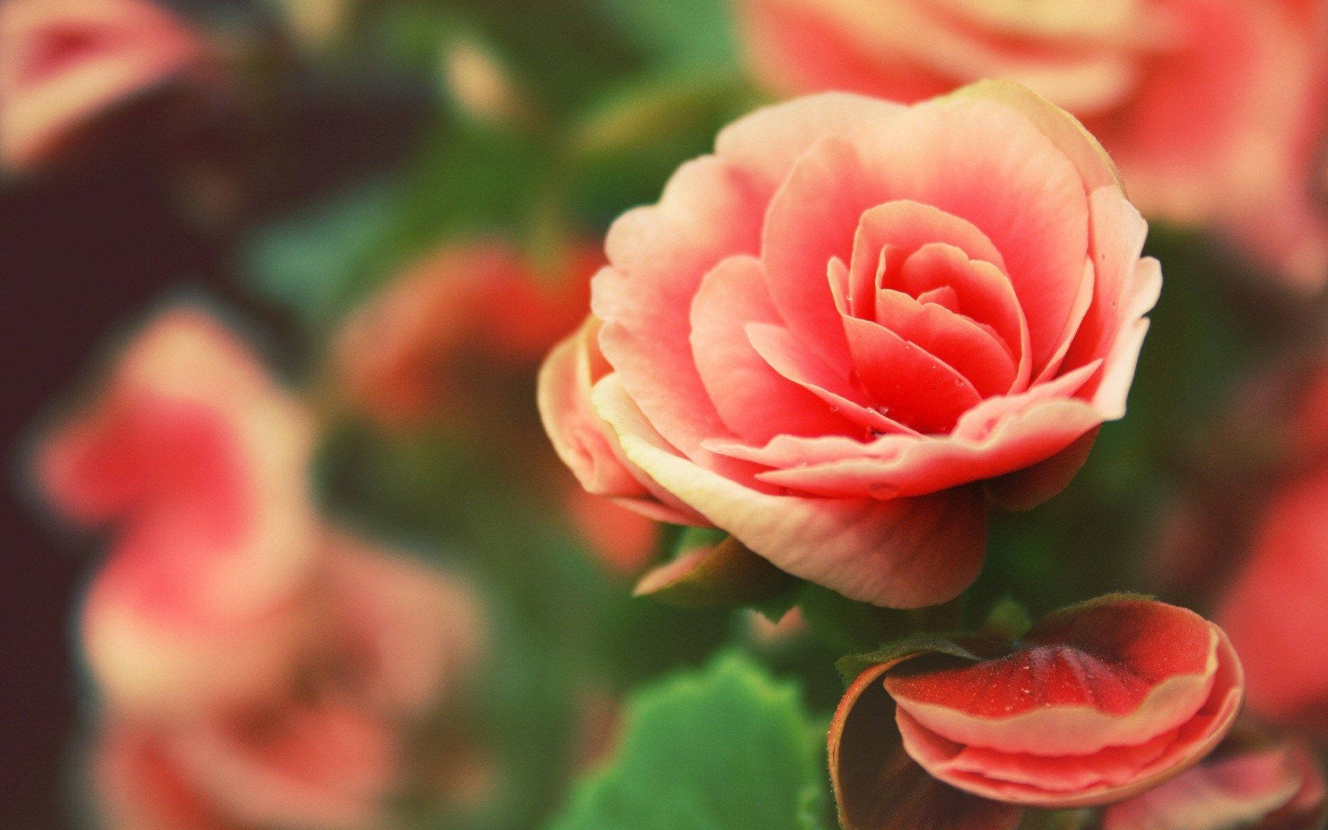 Unaflor Rosa Está En Plena Floración Con Hojas Verdes. Fondo de pantalla