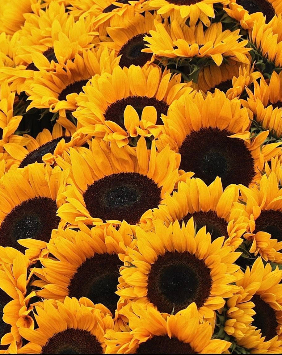 Brighten Up The Day With Sunflowers and Roses Wallpaper