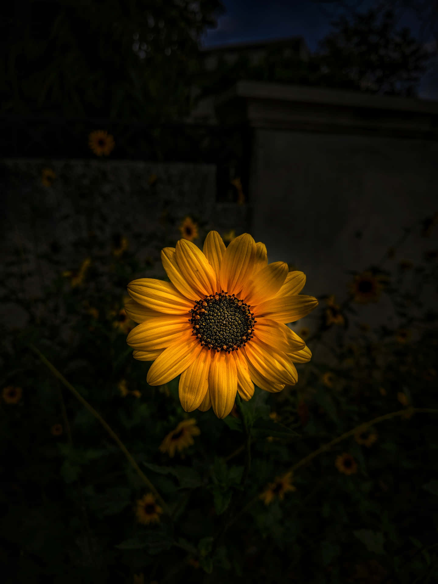 Sunflower Background