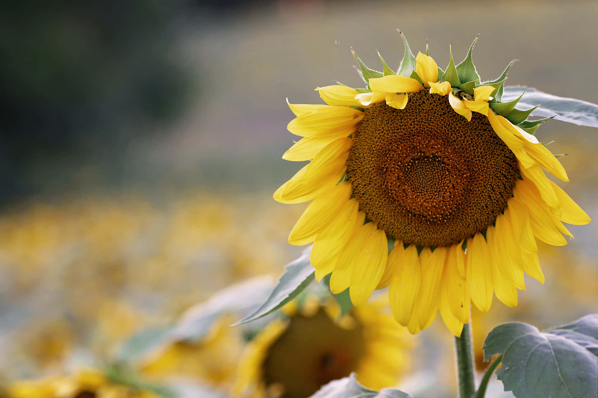 Sunflower Background