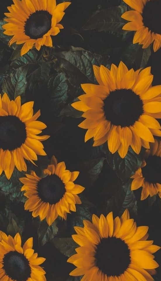 Sunflower Background