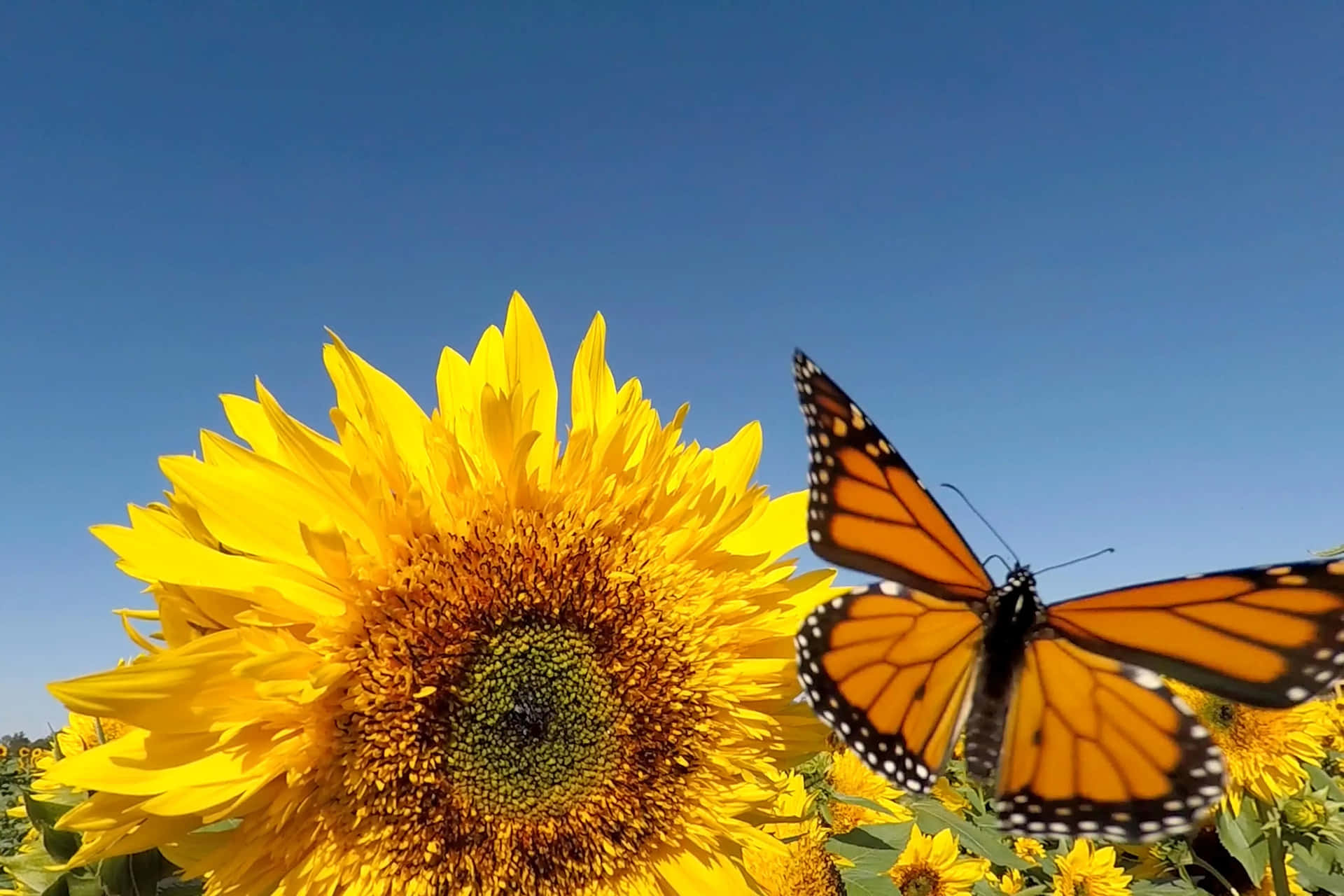 Sunflower_ Bloom_and_ Monarch_ Butterfly Wallpaper