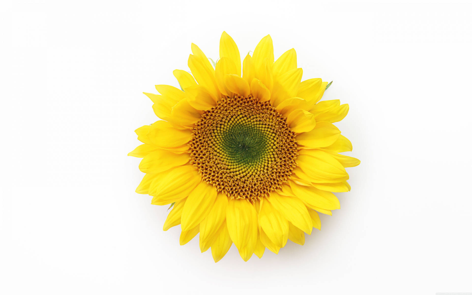 “A sunflower in full bloom radiates sunshine.” Wallpaper