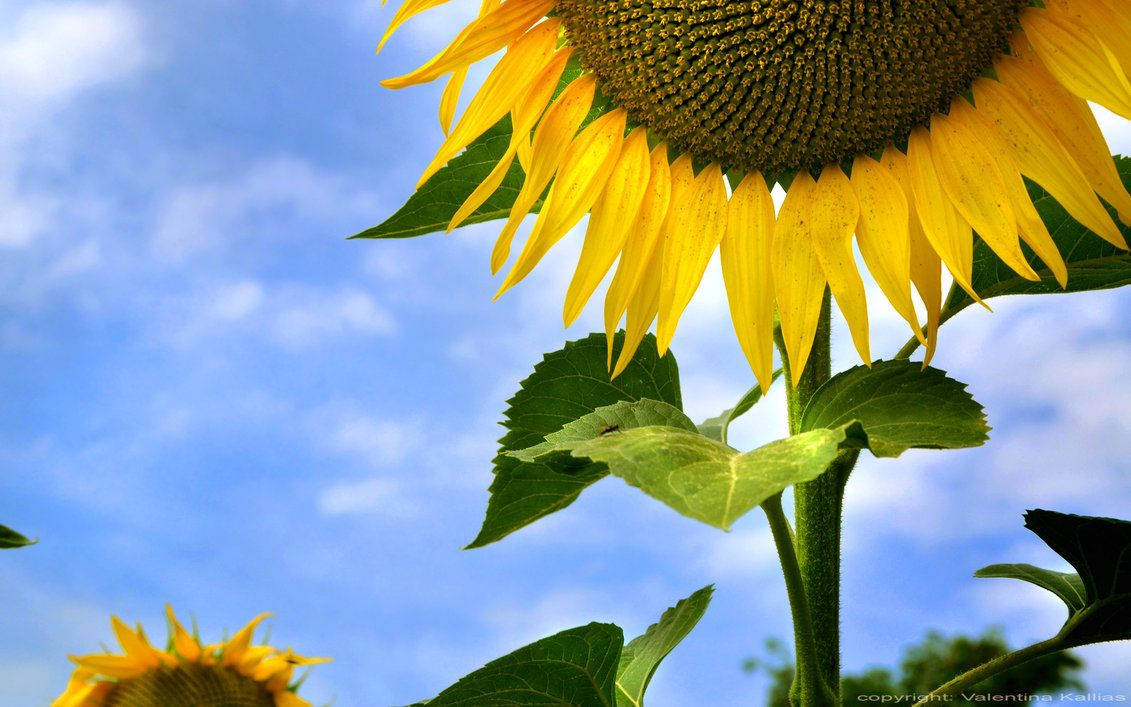 A sunflower blossoming in the sunlight Wallpaper