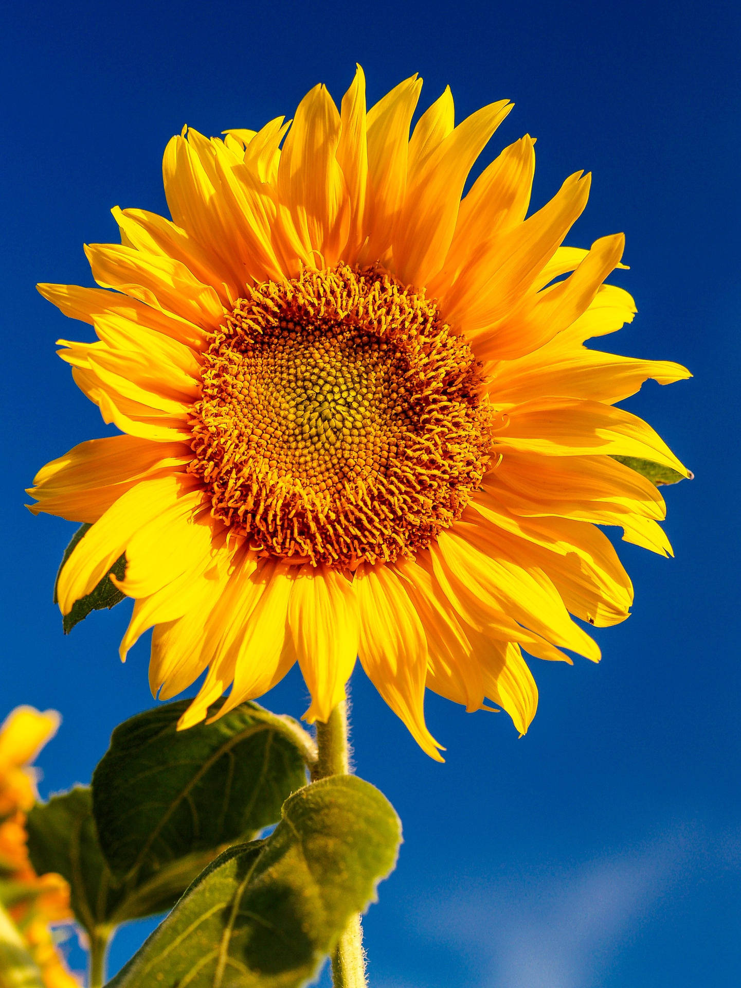 Sunflower Blue Sky Samsung Wallpaper