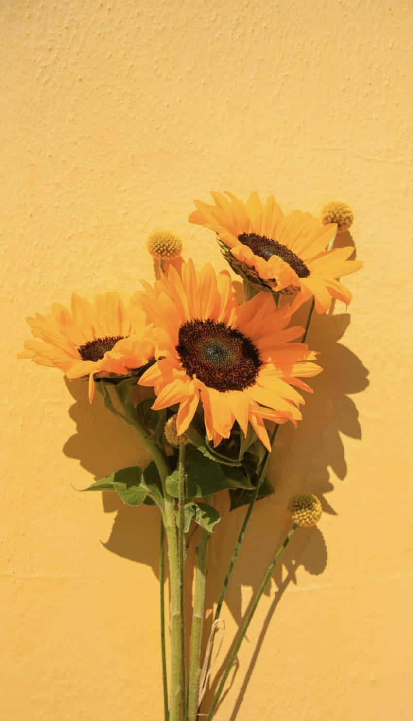 Sunflower_ Bouquet_ Against_ Yellow_ Wall Wallpaper