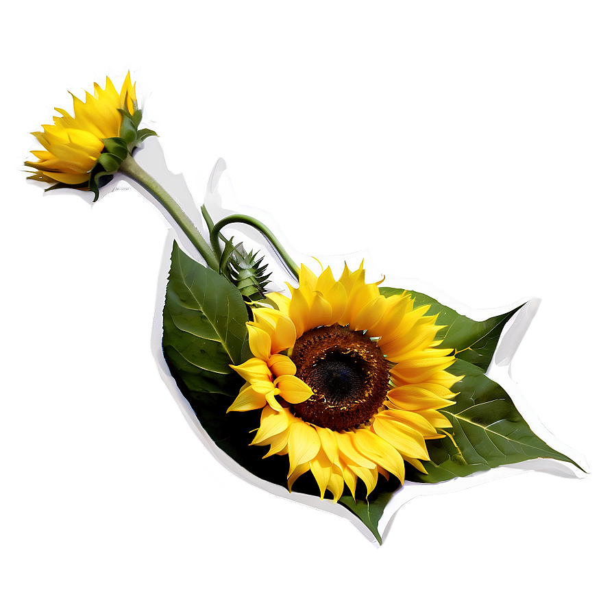 Sunflower Bouquet Png 05032024 PNG