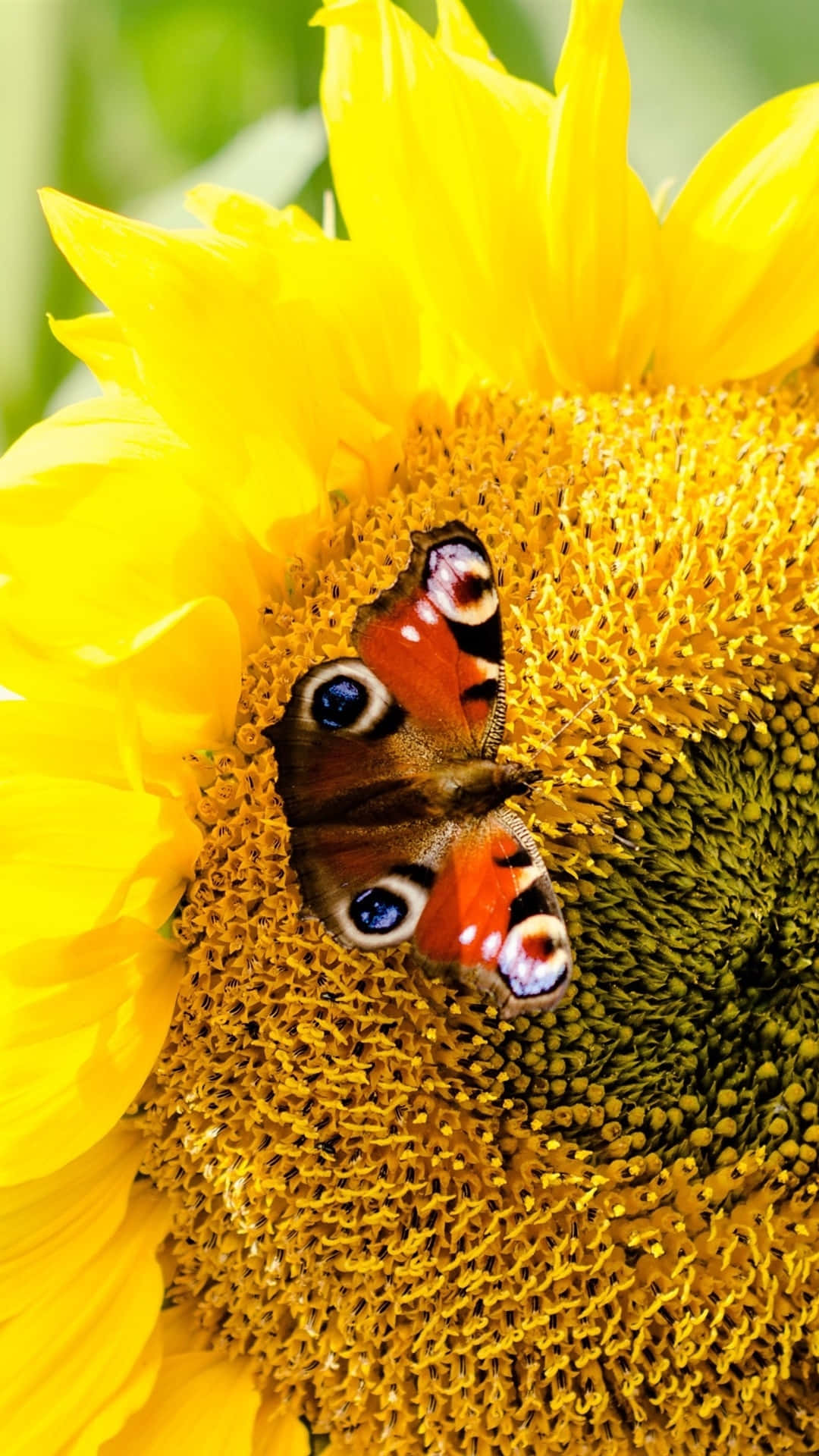 Sunflower_ Butterfly_ Closeup.jpg Wallpaper