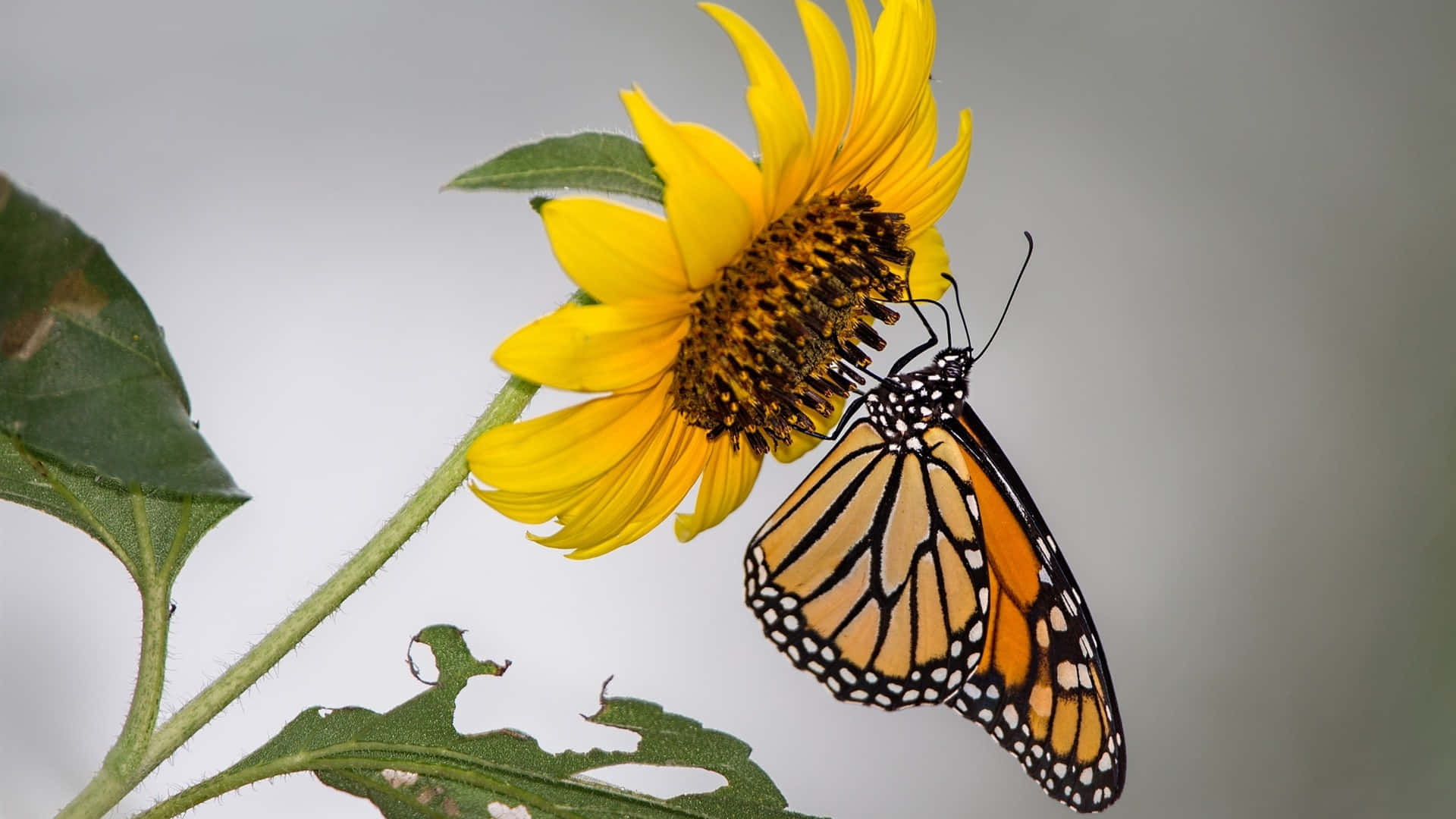 Sunflower Butterfly Interaction Wallpaper