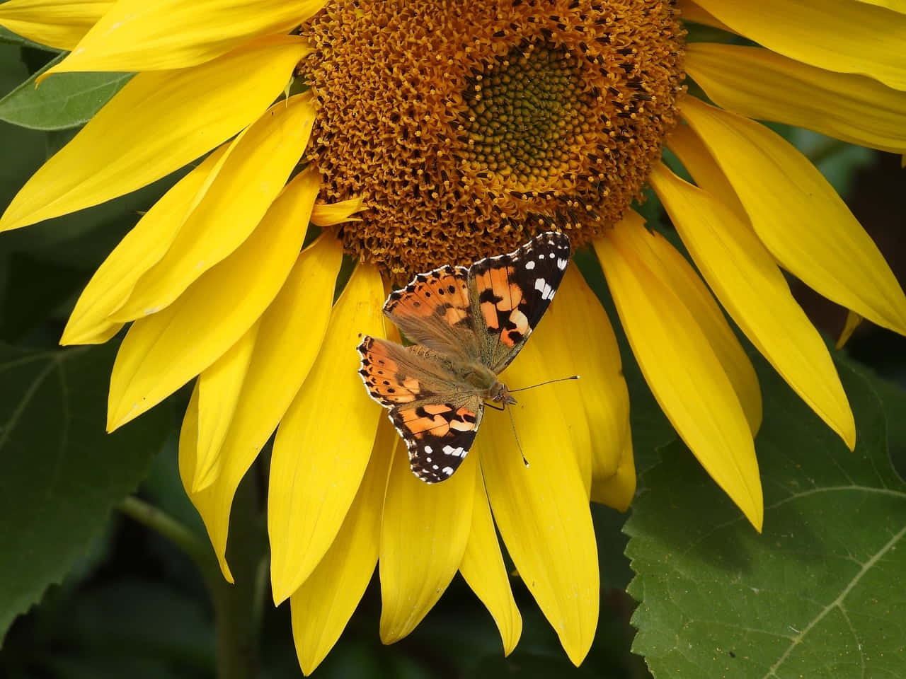 Sunflower_ Butterfly_ Perch.jpg Wallpaper