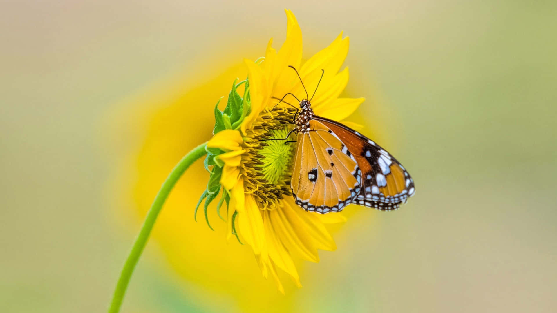 Sunflower_ Butterfly_ Perch.jpg Wallpaper