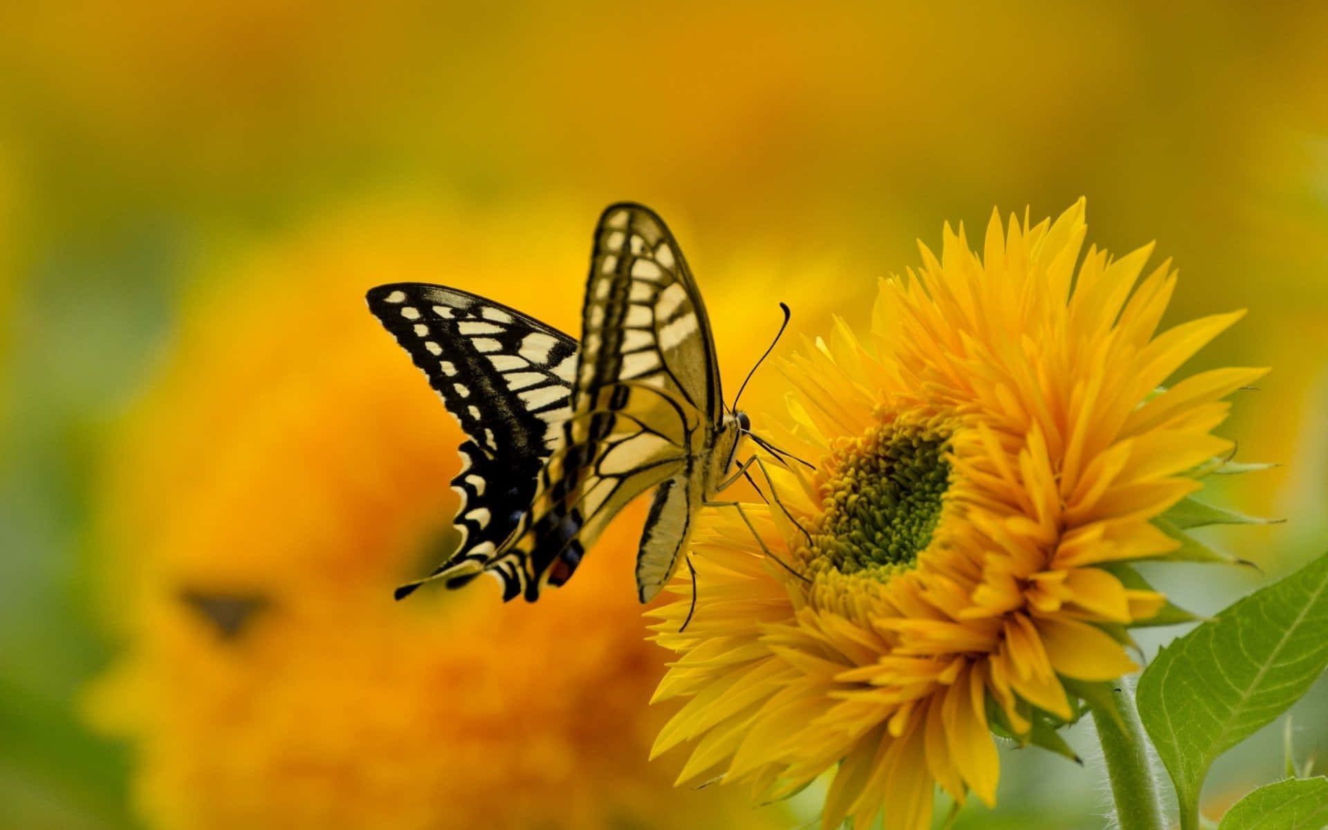 Sunflower_ Butterfly_ Perched.jpg Wallpaper