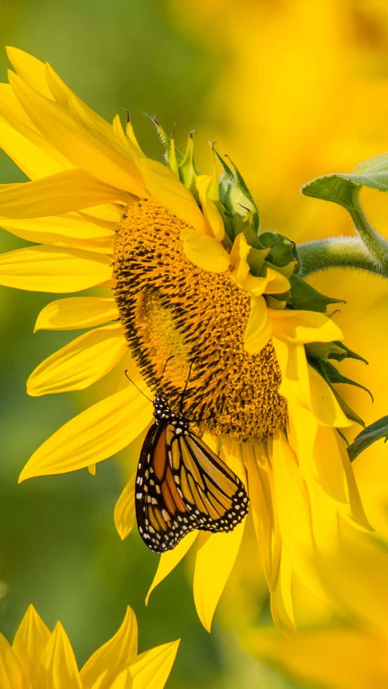 Sunflower Butterfly Symbiosis Wallpaper
