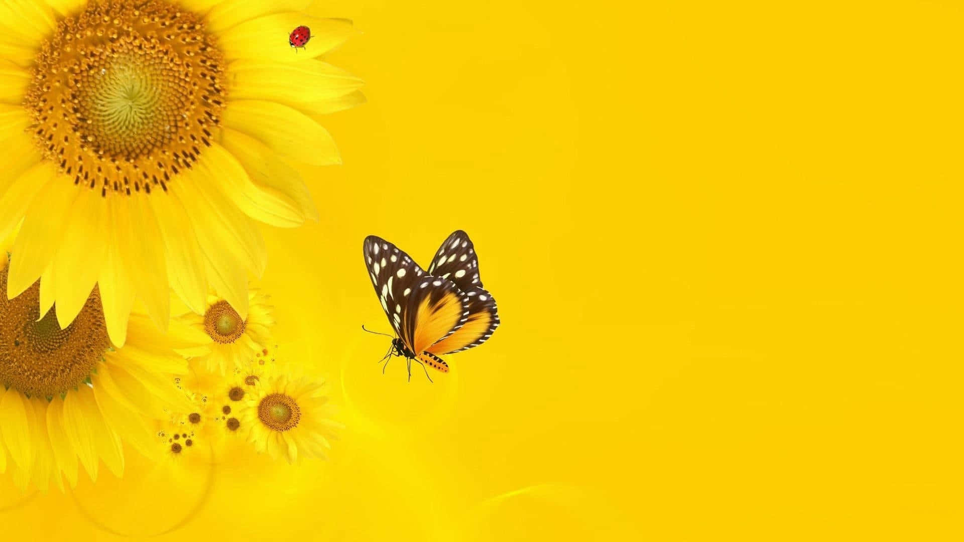 Sunflower_ Butterfly_ Yellow_ Background Wallpaper