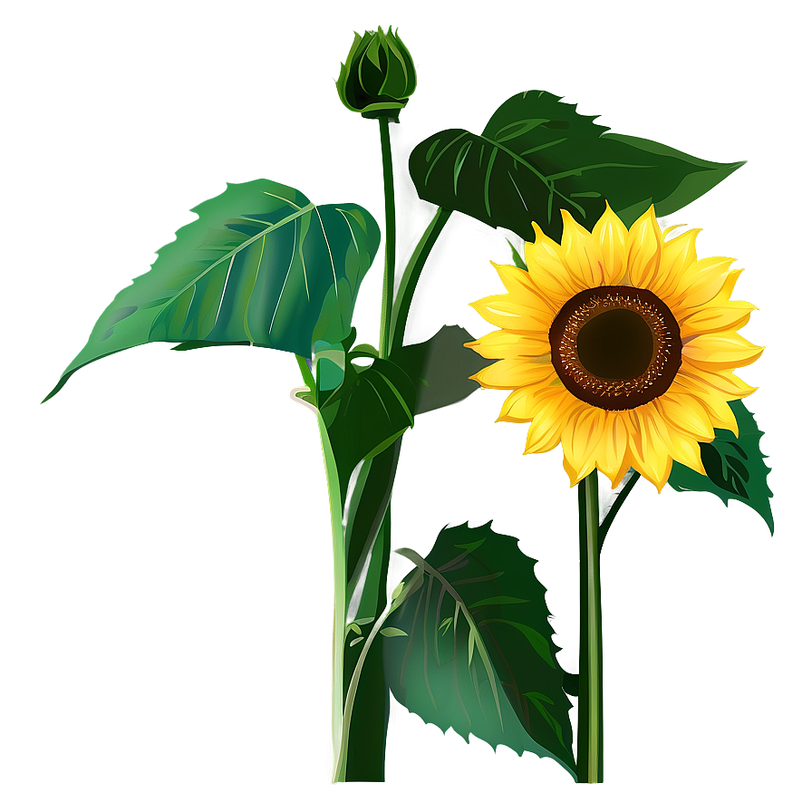 Download Sunflower Clipart Png 05252024 | Wallpapers.com