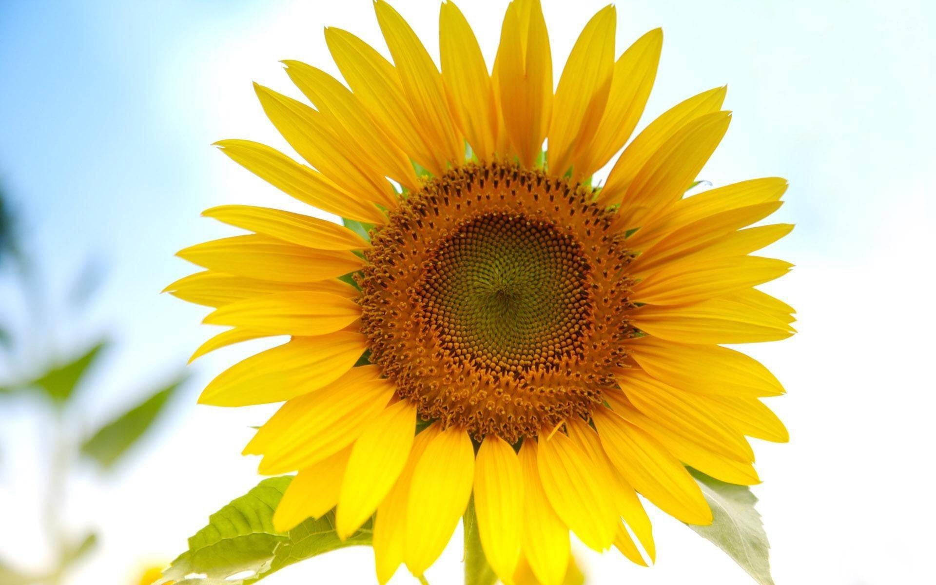 Sunflower Close-up Beautiful Flower Background